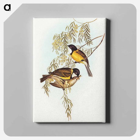 アートパネル-Blue Shining Flycatcher
 - オーストラリアの鳥 Canvas.