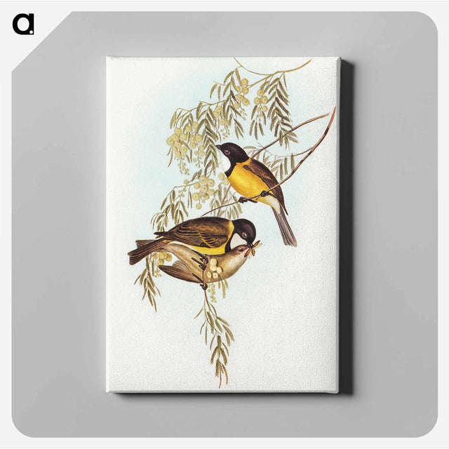 アートパネル-Blue Shining Flycatcher
 - オーストラリアの鳥 Canvas.