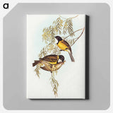 Blue Shining Flycatcher
 - オーストラリアの鳥 Canvas.