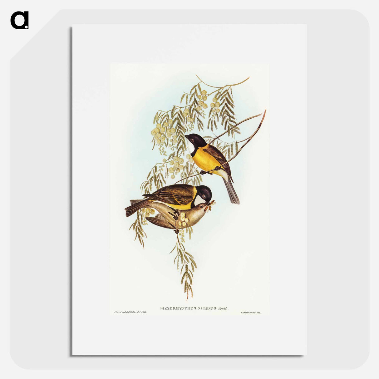 アートポスター-Blue Shining Flycatcher
 - オーストラリアの鳥 Poster.
