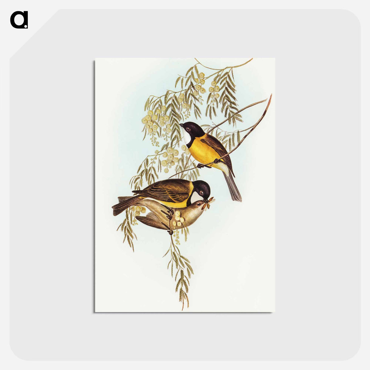 アートポストカード-Blue Shining Flycatcher
 - オーストラリアの鳥 Postcard.