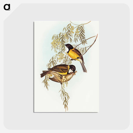 アートポストカード-Blue Shining Flycatcher
 - オーストラリアの鳥 Postcard.