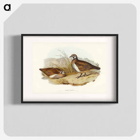 アートポスター-Partridge Bronze-wing
 - ジョン グールド Poster.