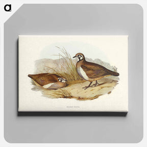 アートパネル-Partridge Bronze-wing
 - ジョン グールド Canvas.