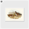 アートポストカード-Partridge Bronze-wing
 - ジョン グールド Postcard.