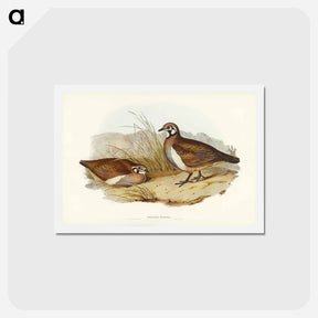 アートポストカード-Partridge Bronze-wing
 - ジョン グールド Postcard.