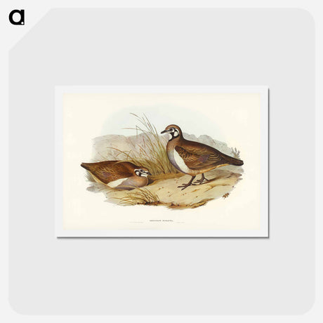 アートポストカード-Partridge Bronze-wing
 - ジョン グールド Postcard.