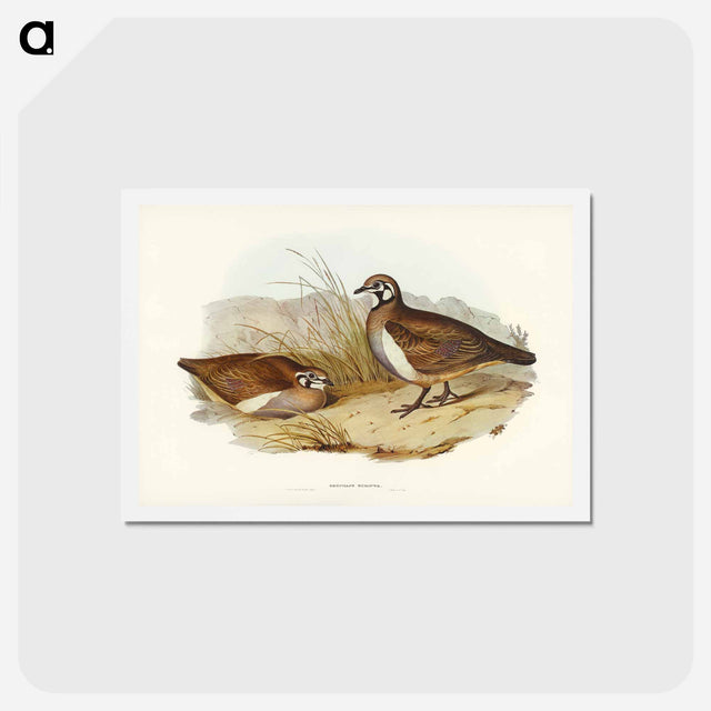 アートポストカード-Partridge Bronze-wing
 - ジョン グールド Postcard.
