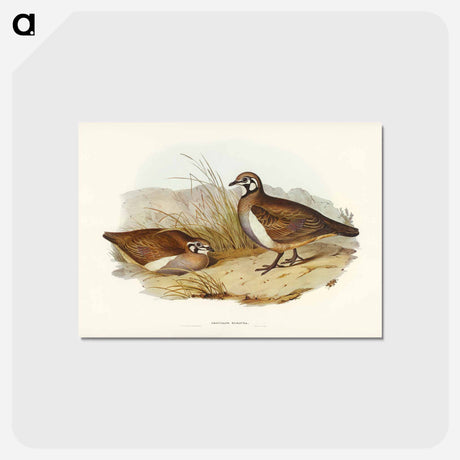 アートポストカード-Partridge Bronze-wing
 - ジョン グールド Postcard.