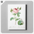 7-38_Pierre-Joseph-Redoute_canvas