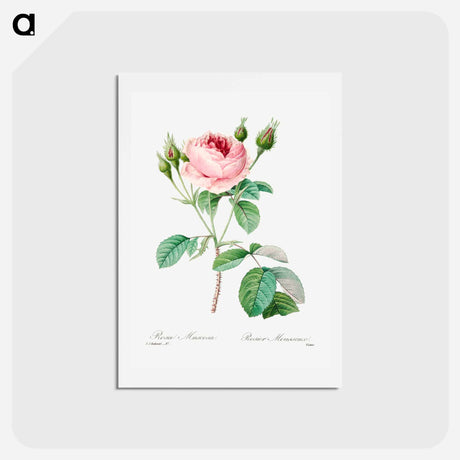 アートポストカード-Cabbage rose - ピエール ジョゼフ ルドゥーテ Postcard.