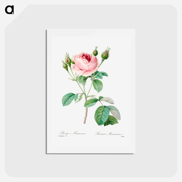 アートポストカード-Cabbage rose - ピエール ジョゼフ ルドゥーテ Postcard.