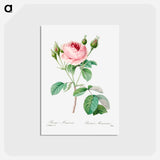 アートポストカード-Cabbage rose - ピエール ジョゼフ ルドゥーテ Postcard.