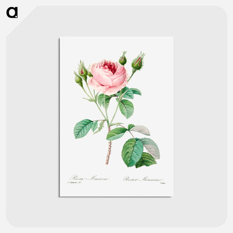 アートポストカード-Cabbage rose - ピエール ジョゼフ ルドゥーテ Postcard.