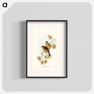 Northern Fantail
 - オーストラリアの鳥 Poster.