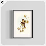 Northern Fantail
 - オーストラリアの鳥 Poster.