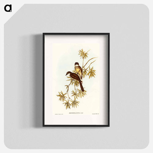 Northern Fantail
 - オーストラリアの鳥 Poster.