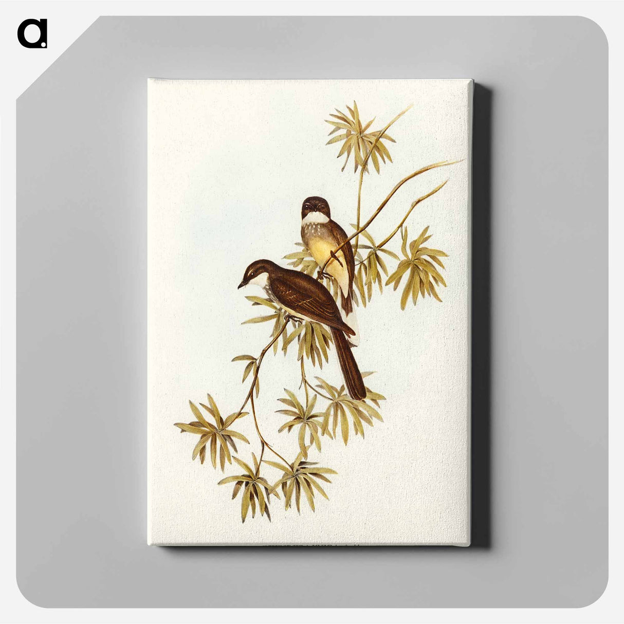 Northern Fantail
 - オーストラリアの鳥 Canvas.