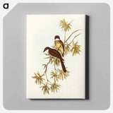 Northern Fantail
 - オーストラリアの鳥 Canvas.