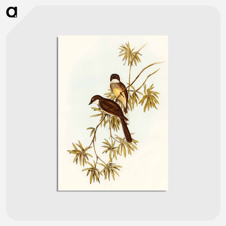 アートポストカード-Northern Fantail
 - オーストラリアの鳥 Postcard.