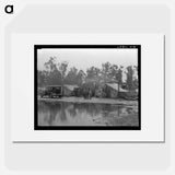 Migrant pea pickers camp in the rain. California. - Dorothea Lange Poster.