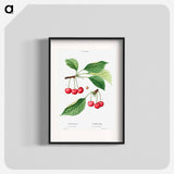 Cherry, Cerasus - Pierre Joseph Redouté Poster.