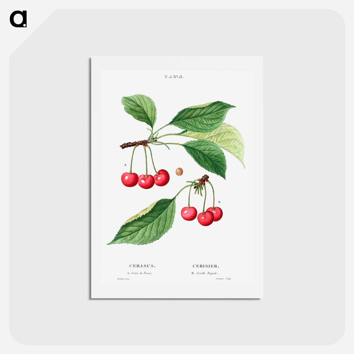 アートポストカード-Cherry, Cerasus - ピエール ジョゼフ ルドゥーテ Postcard.