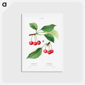 アートポストカード-Cherry, Cerasus - ピエール ジョゼフ ルドゥーテ Postcard.