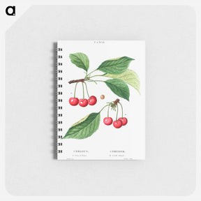 アートメモ帳-Cherry, Cerasus - ピエール ジョゼフ ルドゥーテ Memo.