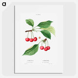 Cherry, Cerasus - Pierre Joseph Redouté Poster.