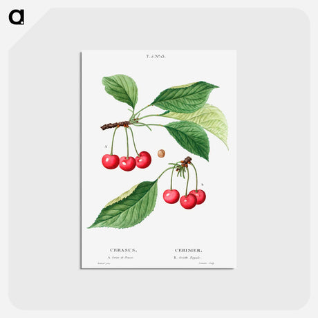 アートポストカード-Cherry, Cerasus - ピエール ジョゼフ ルドゥーテ Postcard.