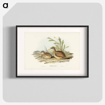 Varied Hemipode
 - オーストラリアの鳥 Poster.