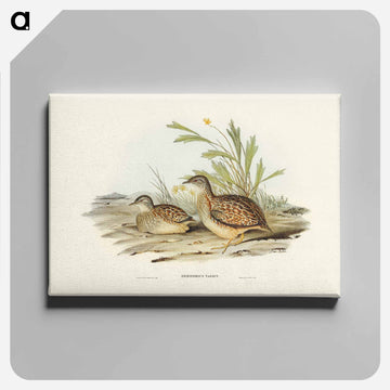 Varied Hemipode
 - オーストラリアの鳥 Canvas.