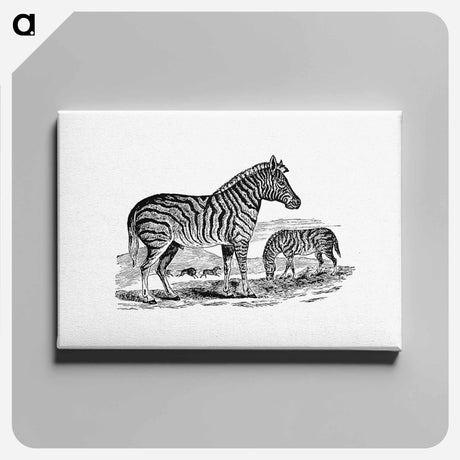 アートパネル-Zebra from Adventures in the Far Interior of South Africa
 - 大英図書館 Canvas.