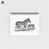 アートメモ帳-Zebra from Adventures in the Far Interior of South Africa
 - 大英図書館 Memo.