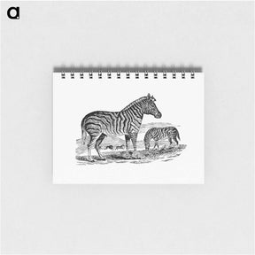 アートメモ帳-Zebra from Adventures in the Far Interior of South Africa
 - 大英図書館 Memo.