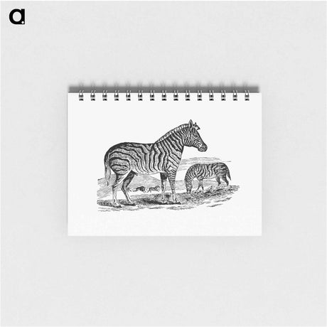 アートメモ帳-Zebra from Adventures in the Far Interior of South Africa
 - 大英図書館 Memo.