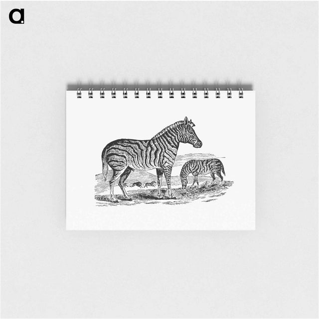 アートメモ帳-Zebra from Adventures in the Far Interior of South Africa
 - 大英図書館 Memo.