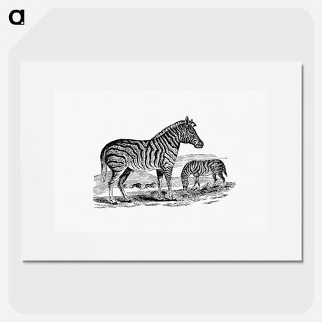 アートポスター-Zebra from Adventures in the Far Interior of South Africa
 - 大英図書館 Poster.