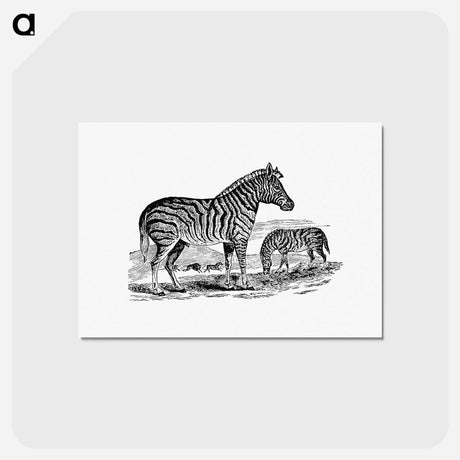 アートポストカード-Zebra from Adventures in the Far Interior of South Africa
 - 大英図書館 Postcard.