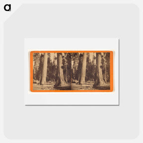アートポストカード-The Sentinels
 - エドワード マイブリッジ Postcard.