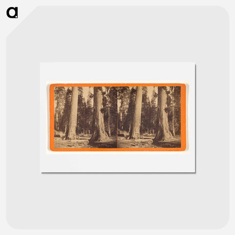 アートポストカード-The Sentinels
 - エドワード マイブリッジ Postcard.