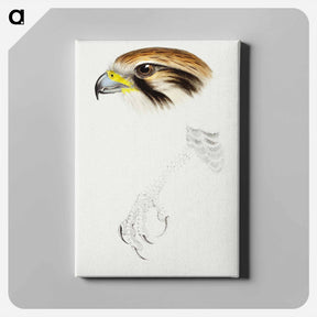 アートパネル-Brown Hawk
 - ジョン グールド Canvas.