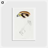 アートポストカード-Brown Hawk
 - ジョン グールド Postcard.