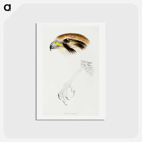 アートポストカード-Brown Hawk
 - ジョン グールド Postcard.