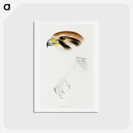 アートポストカード-Brown Hawk
 - ジョン グールド Postcard.