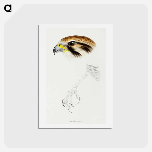 アートポストカード-Brown Hawk
 - ジョン グールド Postcard.