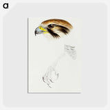 アートポストカード-Brown Hawk
 - ジョン グールド Postcard.