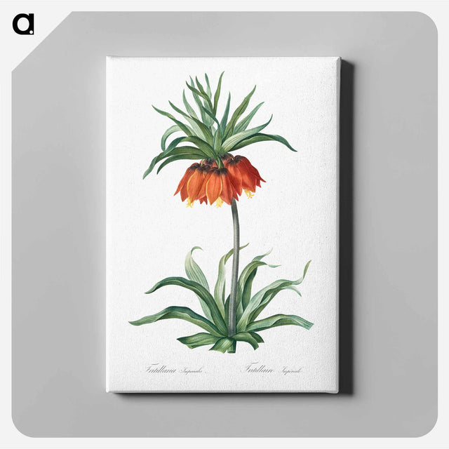 アートパネル-Fritillaries - ピエール ジョゼフ ルドゥーテ Canvas.