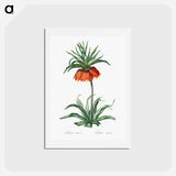 アートポストカード-Fritillaries - ピエール ジョゼフ ルドゥーテ Postcard.